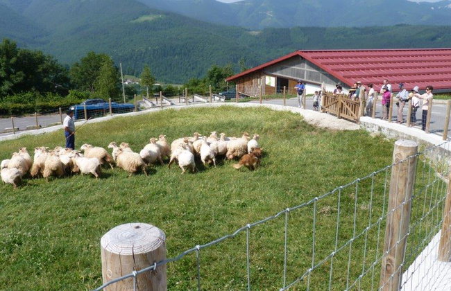 Einzigartiges Idiazabal-Käseerlebnis - Kleingruppentour - Foto 3